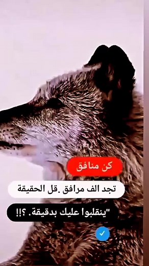 Stunning Close-Up of a Howling Wolf