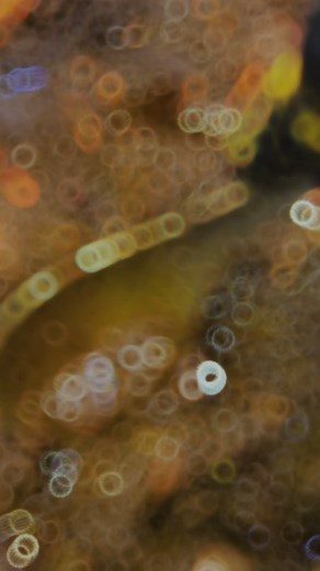 Experience the Best String Hopper Biriyani at Daddy's Biriyani