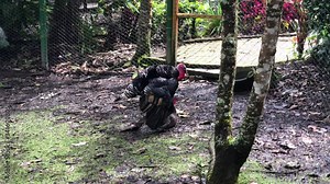 A couple of turkey breeding. Bird watching, how a turkey reproduces.