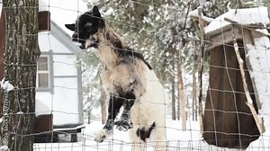 Hungry black and white mountain goat standing behind a net on the background of a country house in winter
