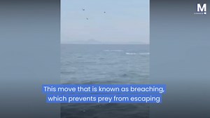 Endangered mako shark stuns watchers by repeatedly breaching in Russia