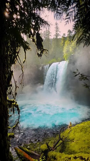 The Pacific Northwest’s gatorade factory 💧🌲 📍 Koosah Falls, Oregon Have you ever seen water this blue running through the middle of a lush forest? It was unbelievable. The Pacific Northwest has some of the most pristine places around to adventure and explore 🏔️ #oregon #pnw #travel #cinematic Waterfall | Outdoors | Adventure | Hiking ✨ Want to be featured on our TikTok? Tag @tipsamerica.us and #tipsamerica for a chance to be featured. 📸 DM for credits or removal request (no copyright intend