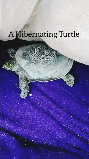 Watch Raju the flapshell turtle in hibernation