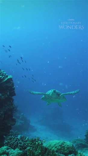 The Great Barrier Reef, the largest living structure on earth. 🪸