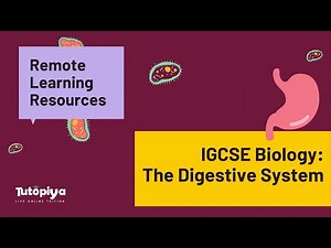 The Digestive System | CAMBRIDGE IGCSE, Edexcel & GCE BIOLOGY