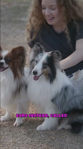 Butterfly Ears: The Secret of Papillons