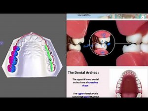 29- Development of Permanent Teeth Into Dental Arches - Dental Occlusion P1 | الجزء 1 من الأوكلوجن