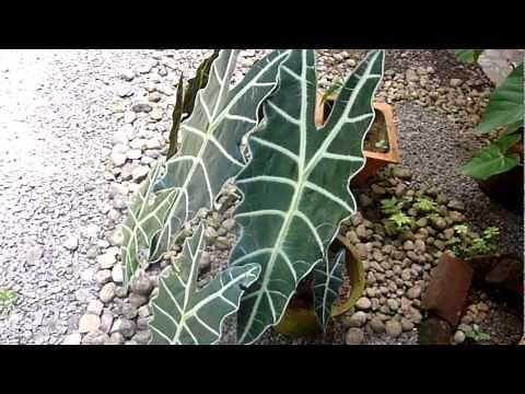 Horse faced plant - Alocasia Polly - African Mask Plant - Alocasia metallica - Alocasia amazonica