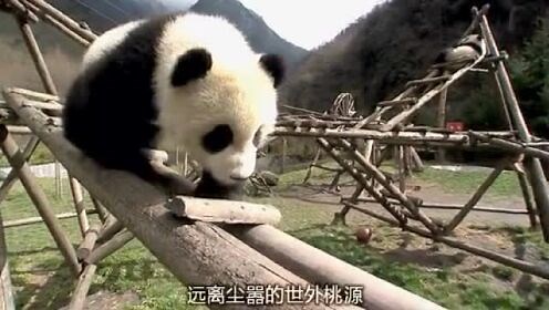 熊猫的生活 纪录片