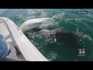 Massive Hammerhead Shark Rips Tarpon Out Of Fisherman's Hands