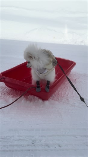 ソリに乗るポメラニアン🐶 #ポメラニアン #ソリに乗る犬 #北海道旅行 #白ポメ #雪の散歩