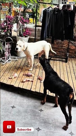 Aggressive doberman pinscher dog vs DogoArgentino
