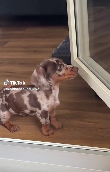 Mini Dachshund's Hilarious Balcony Frustration
