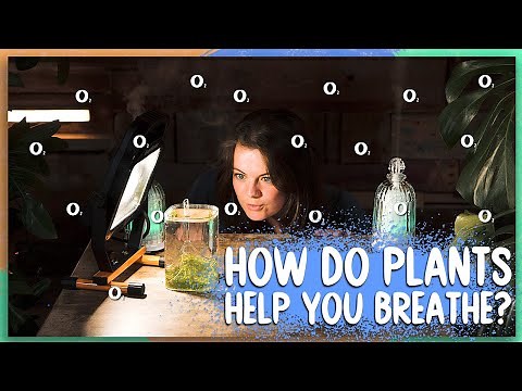 How Do Plants Help You Breathe? | Get On It | BBC Earth Kids
