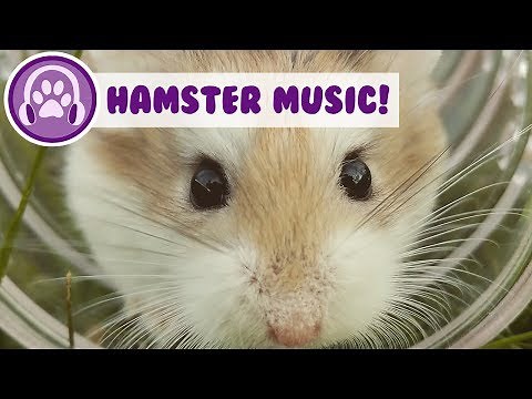 Hamster Music! New Relaxing Music to Help You and Your Hamster Sleep!