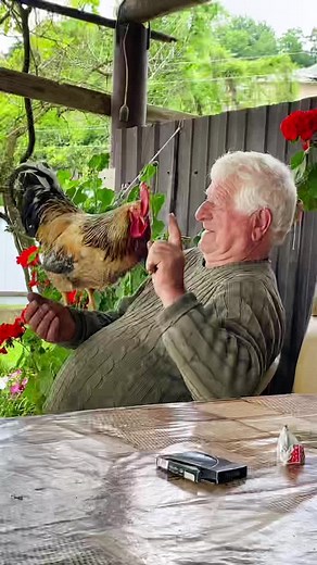 Elderly Man Enjoys Time with Rooster in Garden