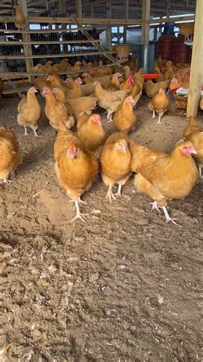 61K views · 761 reactions | Have you placed your 2026 chick order yet? Don’t wait! Now is the best availability. December is historically a busy pre-order month. Some of the first few hatches start to get low availability. Check out our Buff Orpingtons! They are one of our favorite breeds. Generally calm and friendly. Layers of medium to large light brown eggs. Order online at www.valleyfarmshatchery.com | Valley Farms Hatchery | Facebook