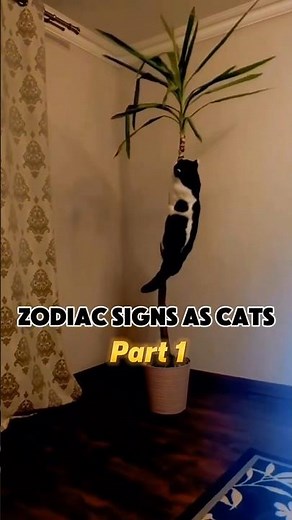 The zodiac signs as cats (part 1) #astrology #cats #zodiacsigns