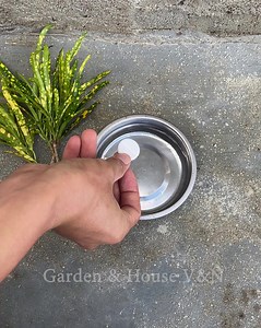 271K views · 9.6K reactions | Tips for growing plants in water | Garden & House V&N | Facebook