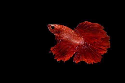 Discover the Oldest Betta Fish in the World