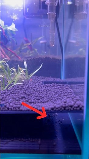 shrimp shredding exoskeleton and shrimp eating exoskeleton