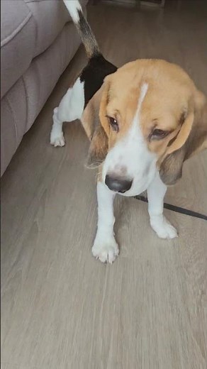 Beagle Puppy For Adoption - 6 Months, Jimmy from Sri Petaling, Kuala Lumpur