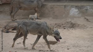 Arabian wolf (Canis lupus arabs) is a subspecies of gray wolf native to the Arabian Peninsula—to the west of Bahrain, as well as Oman, southern Saudi Arabia, and Yemen. D.G Khan Zooin Pakistan.