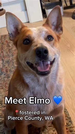 241 reactions · 29 shares | Meet Elmo — the red-headed comedian of...