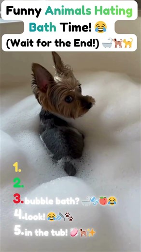 Top 5 Pets Who HATE Bath Time! 🛁😂 #funnyanimals #viralshorts
