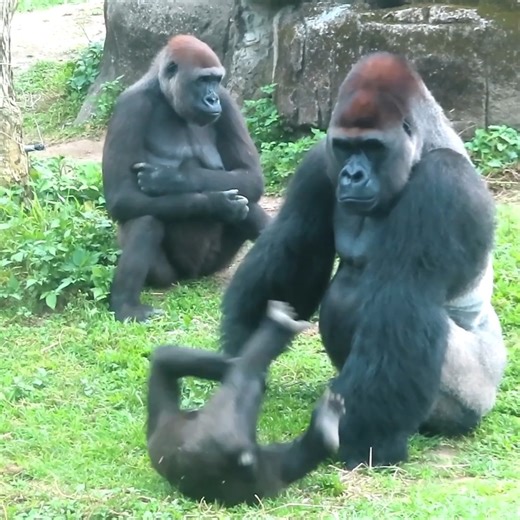 Sweet gorilla family meeting very lovely #gorillaglue #animals #gorilla #animalrescue #gorillababy #animallover #animal #gorillas | Go Gorilla