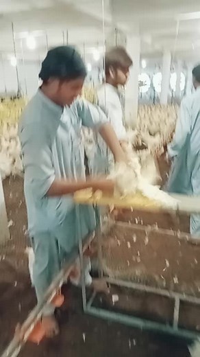 Traditional Chicken Plucking Techniques in Poultry Farming
