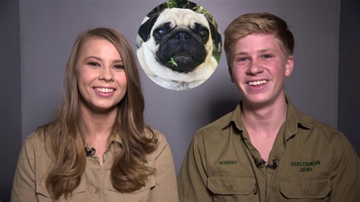 Bindi and Robert Irwin: our family pug is ‘one of the sweetest animals’ we know