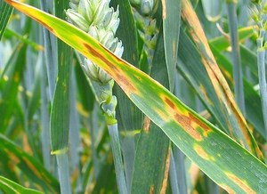 Septoria - Alchetron, The Free Social Encyclopedia