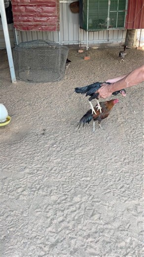 chicken breeding 😁🐓 #youtubeshort #chickenbreeding #chicken #assel