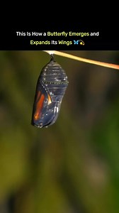 🦋🌸Watch this butterfly emerge from its cocoon and gently unfold its wings for the very first time. Nature’s magic in motion. 🦋✨ #biology #BiologyFacts #zoology #evolution #EvolutionFacts #sciencefacts #science #facts #factsyoudidntknow #factsdaily #animalworld #reelsviralシ #reelsviralシfb #reelsfbシ #reelsfypシ #butterflyfact #knowledge #knowledgefacts #amazingfacts #UnbelievableFacts | World's Amazing Factz