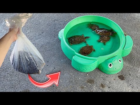 SAVING HELPLESS TURTLES AT EXOTIC MEAT MARKET ! (pt 1)