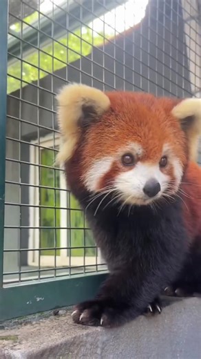 A red panda is a charming, tree-dwelling mammal known for its fluffy, rust-colored fur, playful antics, and bamboo-munching habits. #RedPanda #FYP #AdorableWildlife #FluffyFriends #NatureVibes