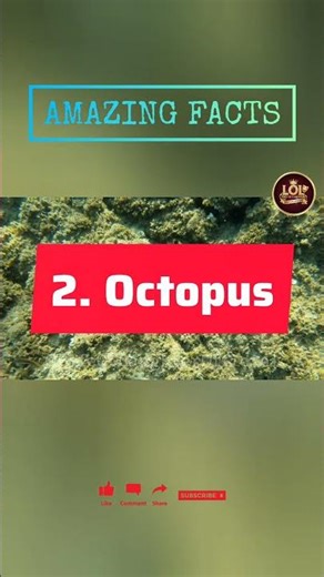ऑक्टोपस के 3 दिल और 9 दिमाग? 🤯 #knowledge #shorts #2026
