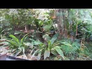 "Eine Bootsfahrt im Gondwanaland--Zoo Leipzig"- Live Video von Wolfgang Schmökel