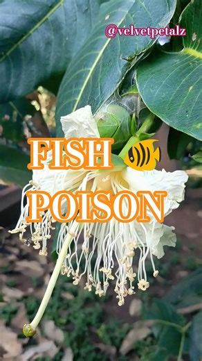 Firework Flowers at Night 🌸✨ | Fish Poison Tree #Shorts #flowers