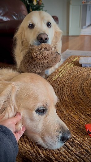 Can’t yous just send him to the orphanage Mama? He get on my last nerve. Nerve Expert, PollyPops | Along Came Polly, Rosie and Bubba