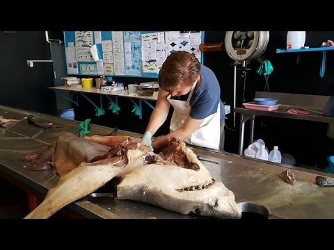 Great White Shark Dissection - The Vascular System - KwaZulu-Natal Sharks Board - David Bernvi
