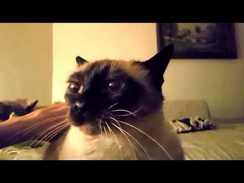 Siamkatze beim Schnurren siam cat purring