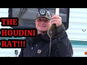 Houdini Rat and His Great ATTEMPTED Escape!