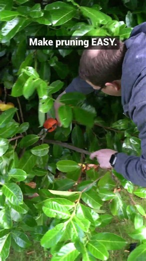 The One Tool EVERY Gardener Needs #forestmaster #gardening #powertools