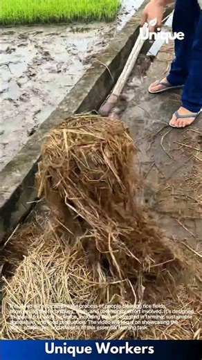Rice farming for beginners: a simple guide to rice field cleaning