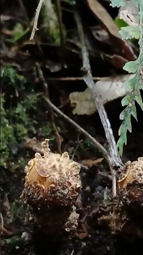 El reino fungi presente en todos los bosques del mundo, descomponecedores de materia orgánica