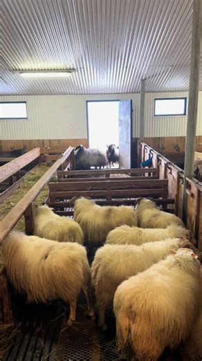 SHEARING SCHOOL on TikTok