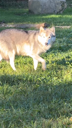 #🍁🐺 “There’s something special about autumn days spent with the wolves. Only 4 weekends left to visit!” 📅 Open for General Admission: • October 4–5 • October 11–12 • October 18–19 • October 25–26 Bring the whole family, soak up the autumn colors, and make the most of this beautiful season with us! | Noah's Lost Ark Exotic Animal Rescue Center