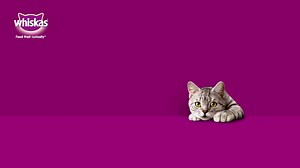 Whiskas celebrates and nurtures your cat’s natural curiosity. Feed their curiosity with new Mackerel fish range by Whiskas | Whiskas India